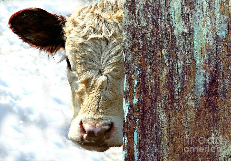 Cow Photograph - Timid In NE by Barbara S Nickerson