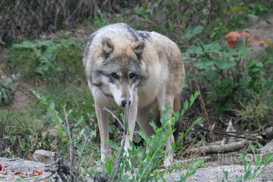 Timid Is Not Her Name - Wolf Photograph by Lynn Michelle | Fine Art America