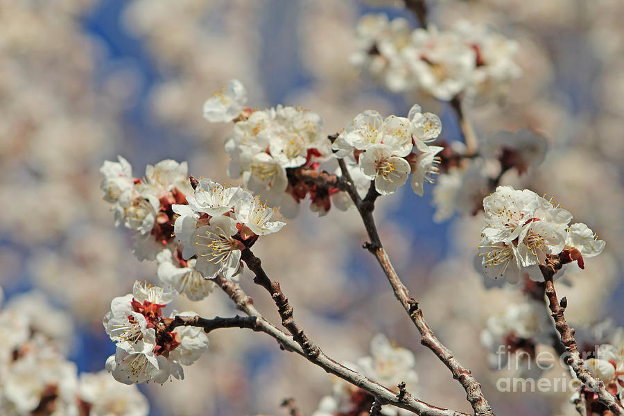 Timid Love Apricot Blossoms Photograph