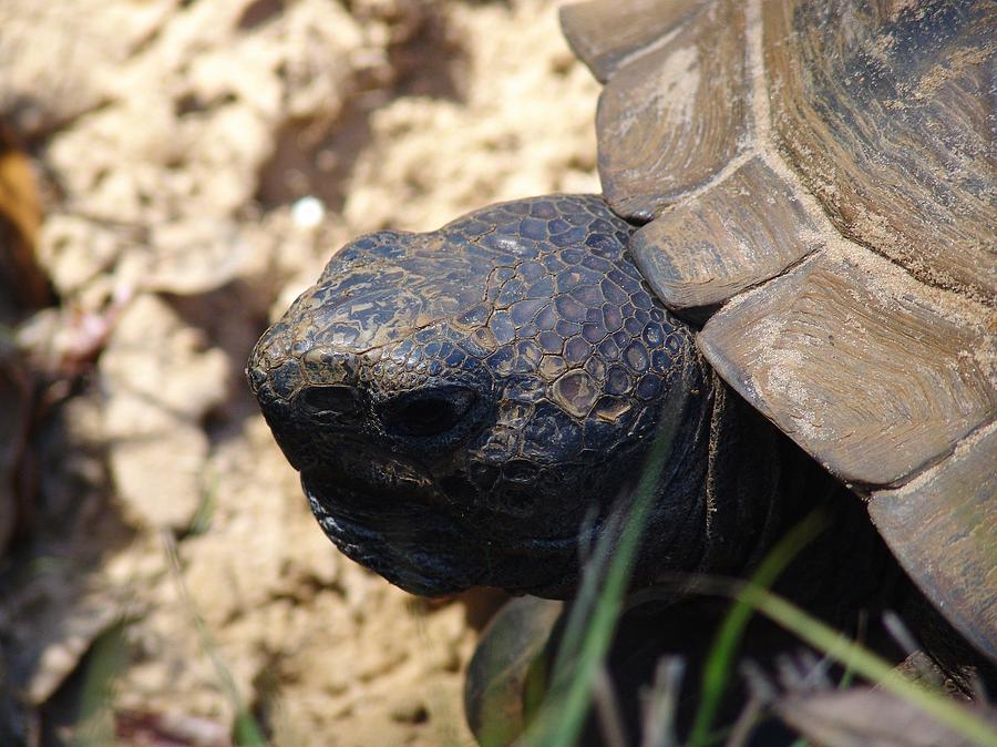 Timmy Turtle Photograph by Florene Welebny - Fine Art America