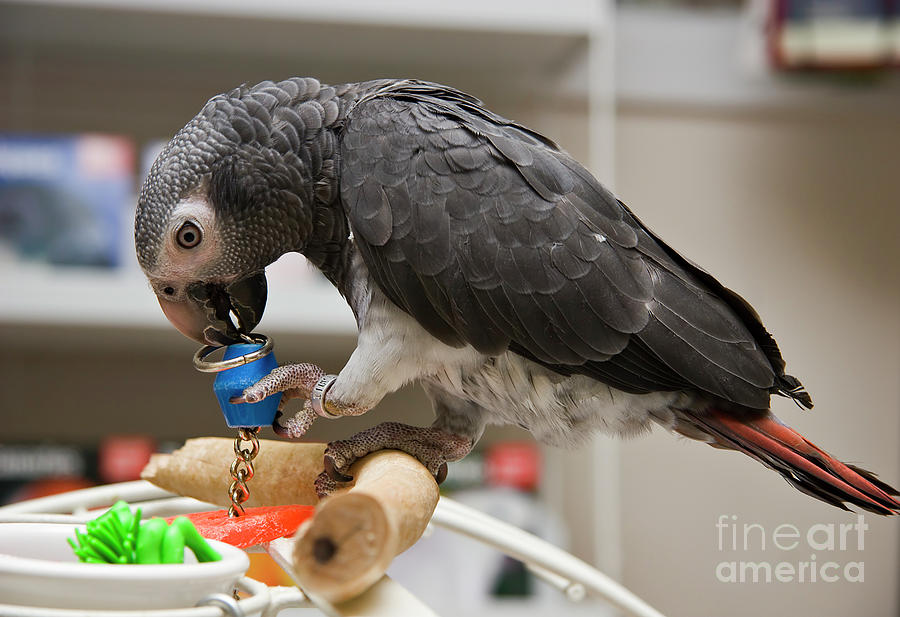 Timneh African Grey Photograph