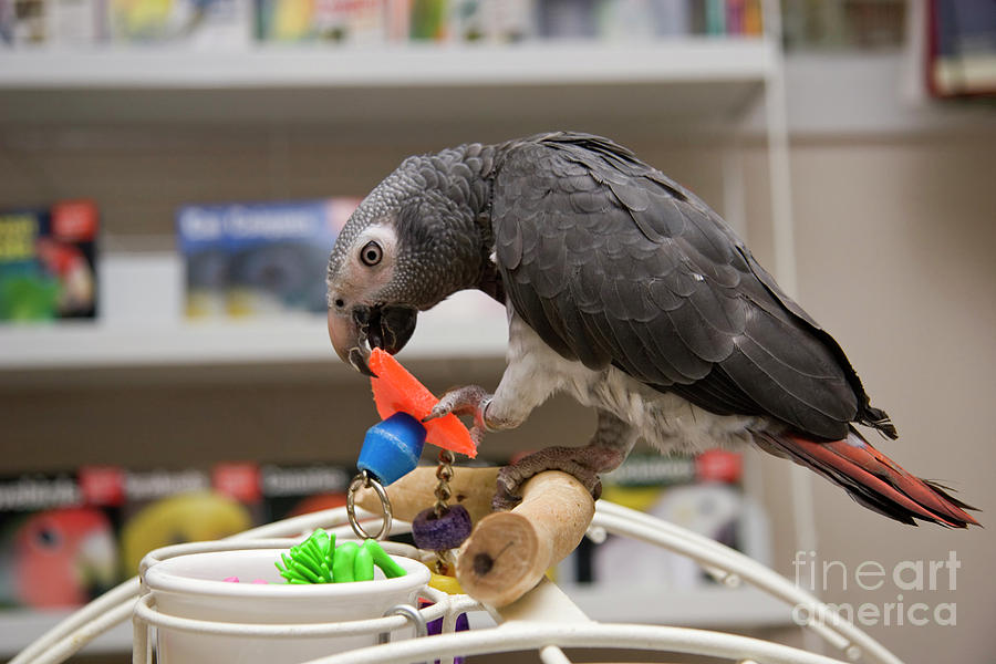 Timneh African Grey Parrot Photograph by Jill Lang