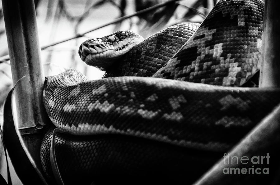 Timor Python Photograph by Jonas Luis
