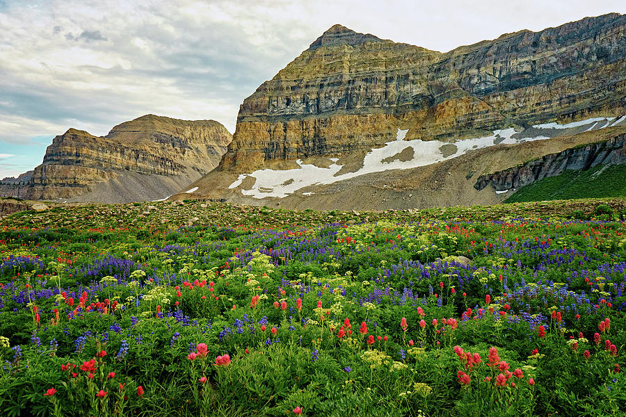 Timp Flowers Photograph by Kevin Rowe - Fine Art America