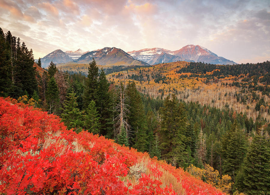 October Photograph - Timp With Red Oak by Johnny Adolphson October Photograph - Timp With Red Oak by Johnny Adolphson