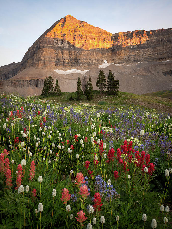 Timp Photograph - Timpanogos Bouquet by Emily Dickey