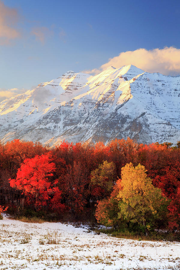 Fall Photograph - Timpanogos in full autumn glory. by Wasatch Light