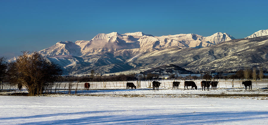 Timpanogos From the North Fields Photograph by TL Mair
