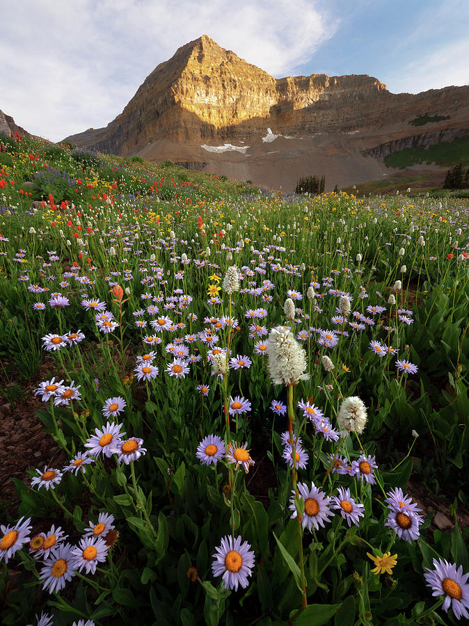 Timpanogos Wildflowers Photograph by Dustin LeFevre