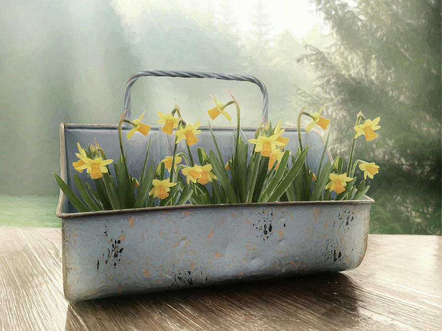Tin of Daffodils Photograph by Lori Deiter