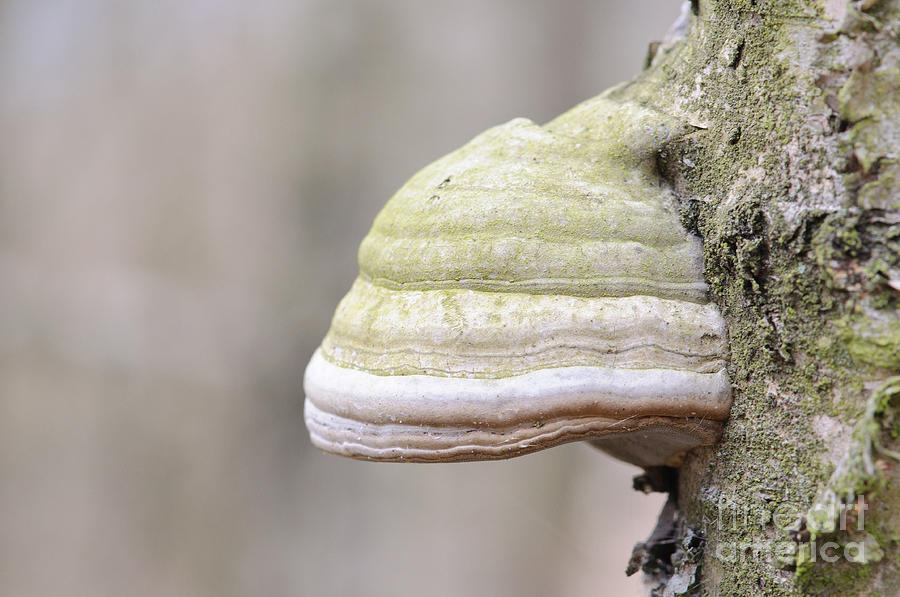 Tinder Fungus On Birch Photograph by Dr. Rainer Herzog