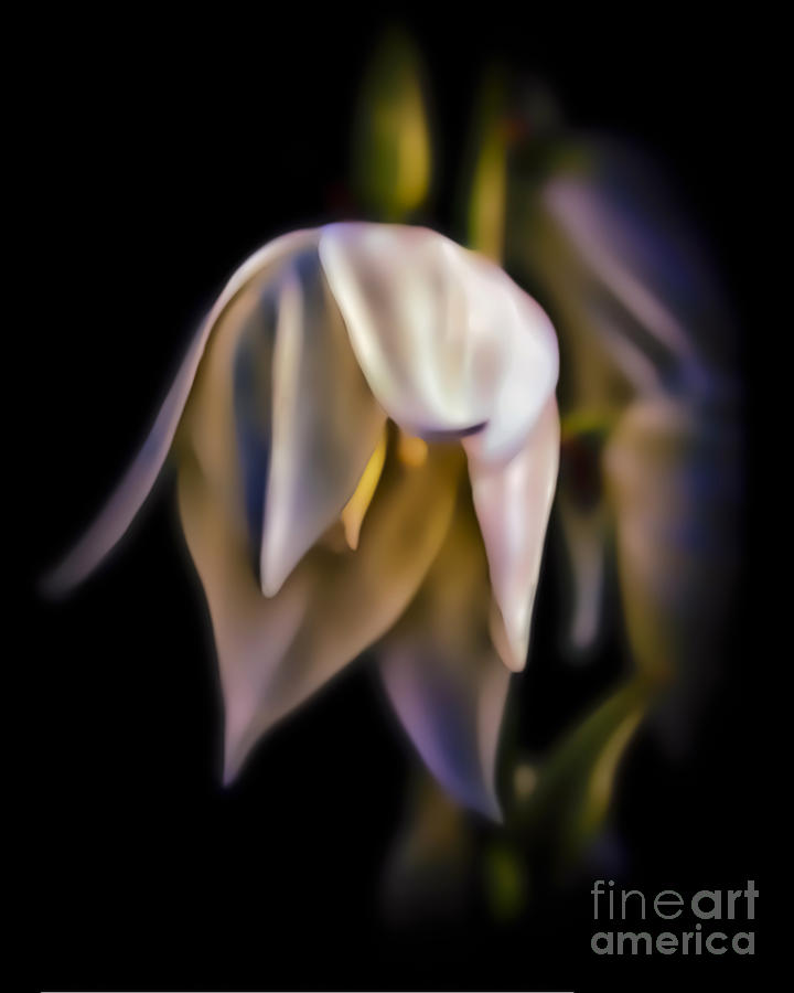 Tinker Bell Flower Photograph by Walt Foegelle