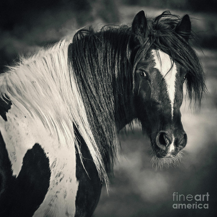Tinker Horse Portrait Photograph by Dimitar Hristov