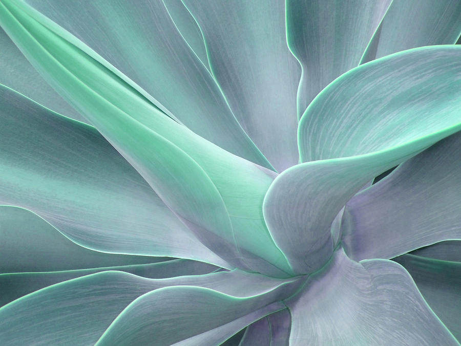 Tinted Agave Attenuata Abstract Photograph by Bel Menpes