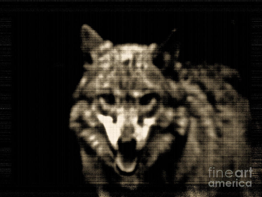 Animal Photograph - Tinted Wolf by Debra     Vatalaro