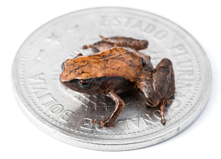 Tiny Adult Frog On Coin Photograph by Dirk Ercken