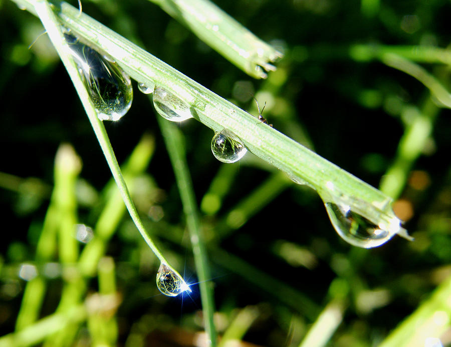 Tiny and Tinier Yet Photograph by Terri Bruce - Fine Art America