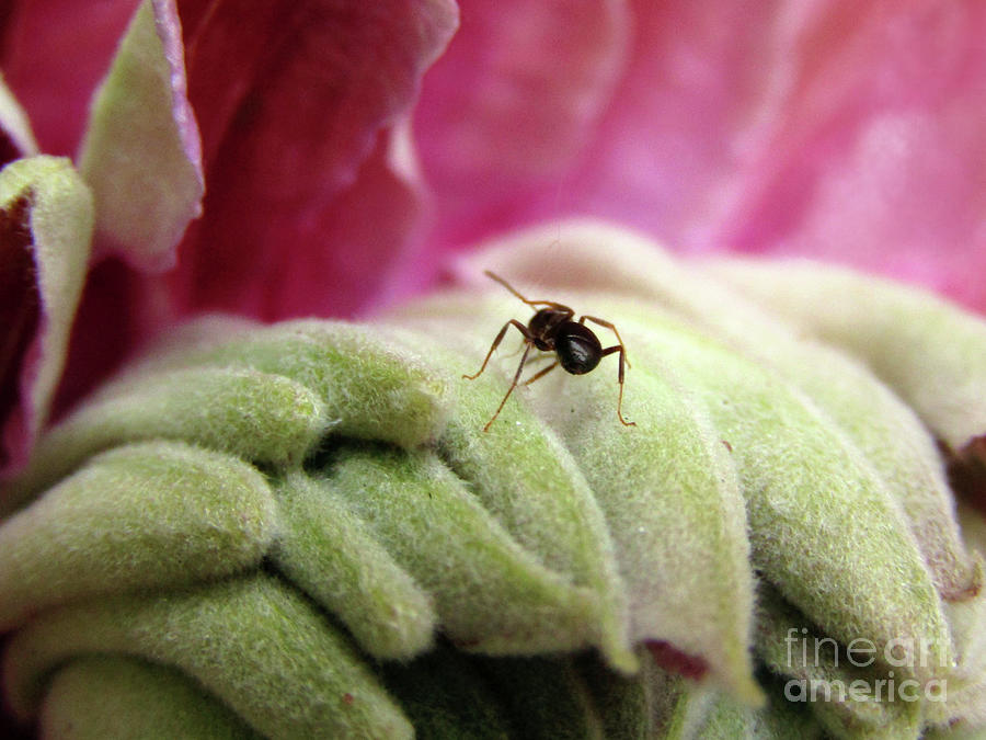 Tiny Ant  Photograph by Kim Tran