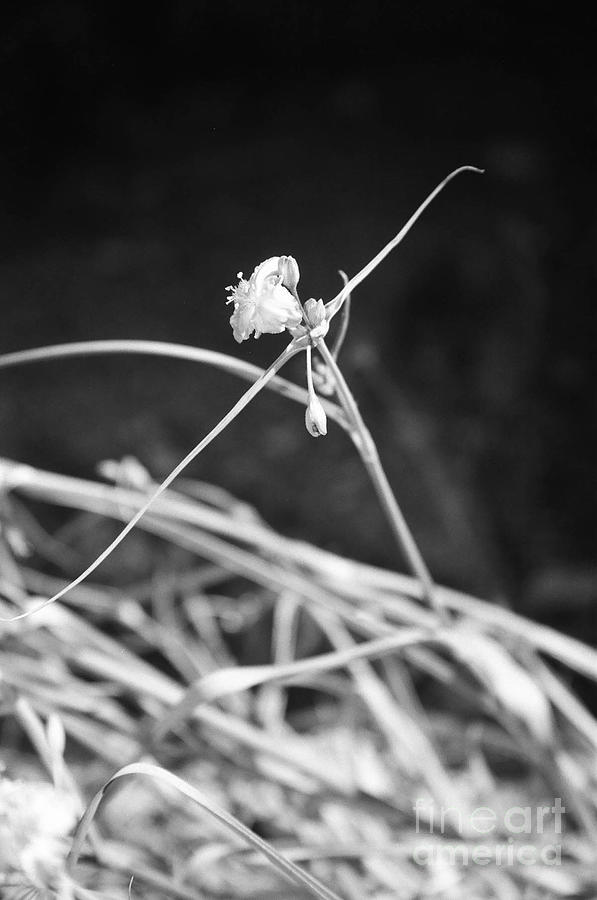 Black And White Photograph - Tiny Ballerina by Kathy McClure