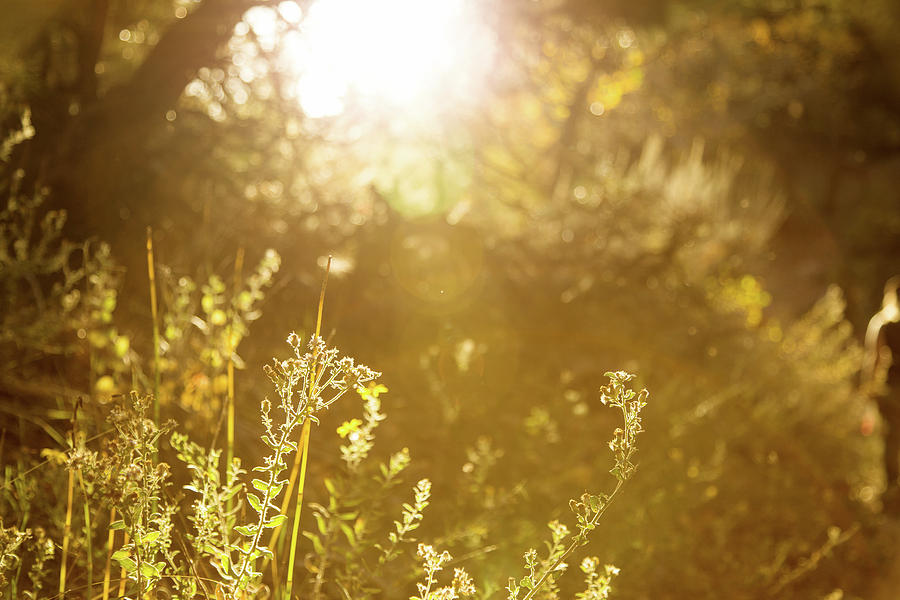 Tiny beautiful things Photograph by Kunal Mehra - Fine Art America