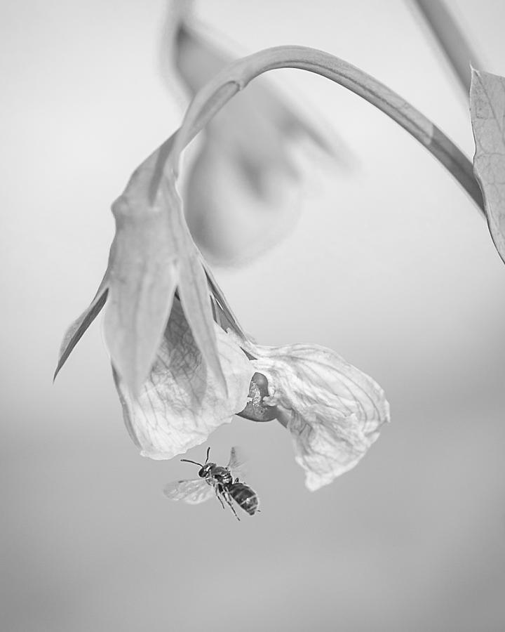 Tiny Bee Around Tiny Pea Photograph by Len Romanick