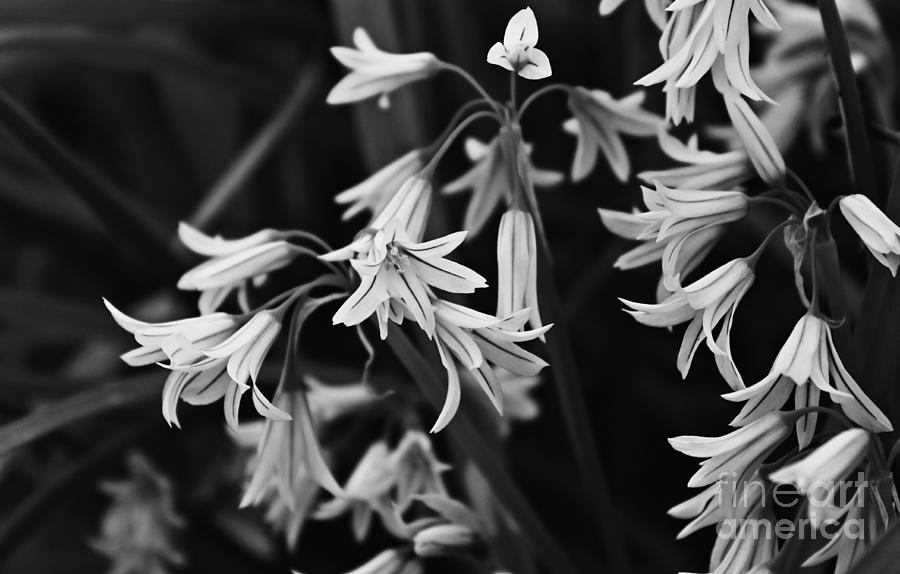 Tiny Bells of White Photograph by Clare Bevan