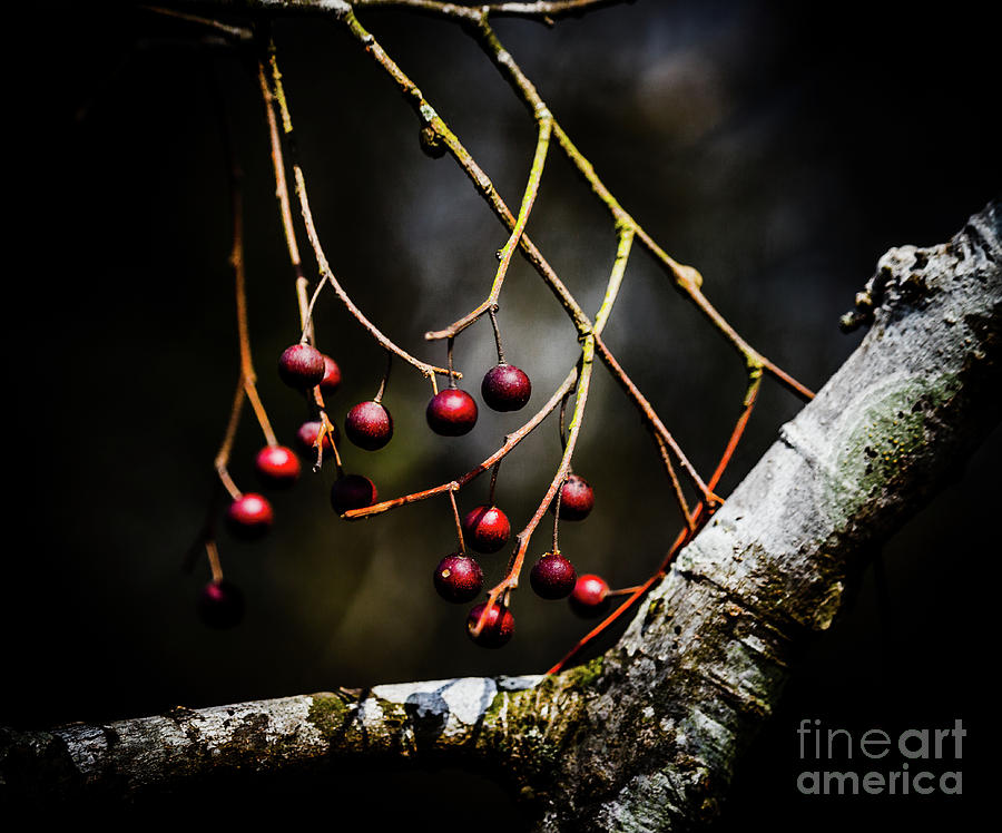 Tiny Berries Photograph by JB Thomas