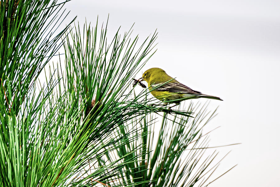 Tiny Bird Perched On Top Of Evergreen Tree Photograph by Alex Grichenko