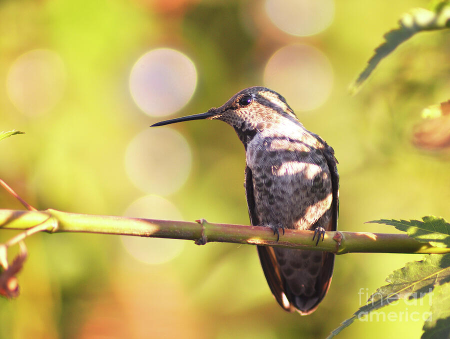 Hummingbird Photograph - Tiny Bird Upon a Branch by Debby Pueschel