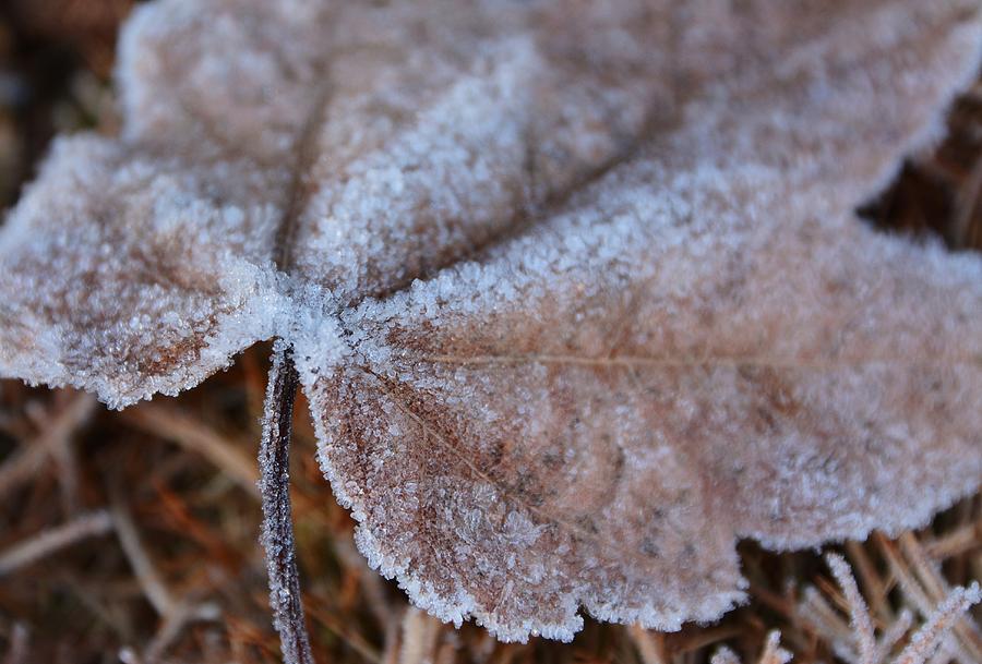 Tiny bits of frost -Georgia Photograph by Adrian De Leon Art and Photography