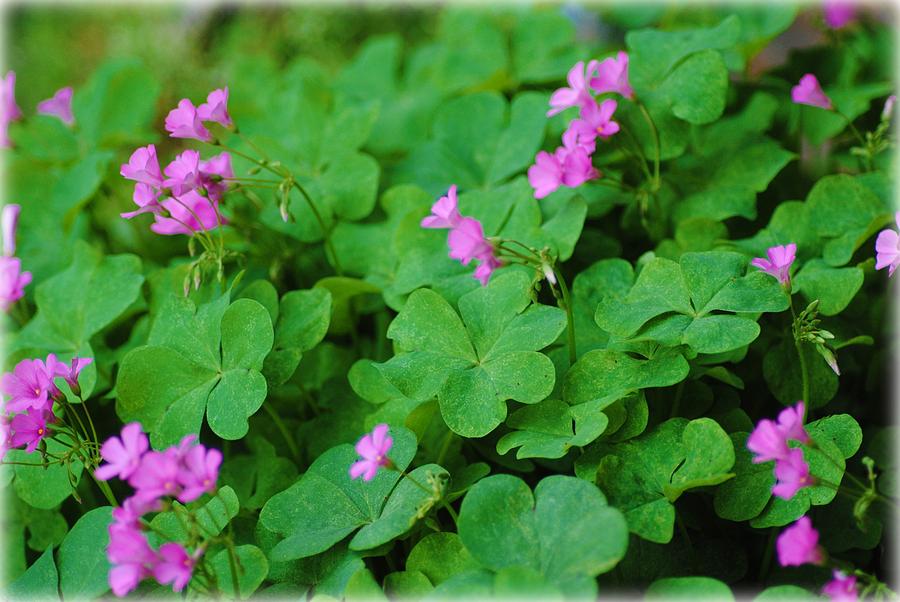 Tiny Blooms and Clover Photograph by Jennifer Coleman - Fine Art America