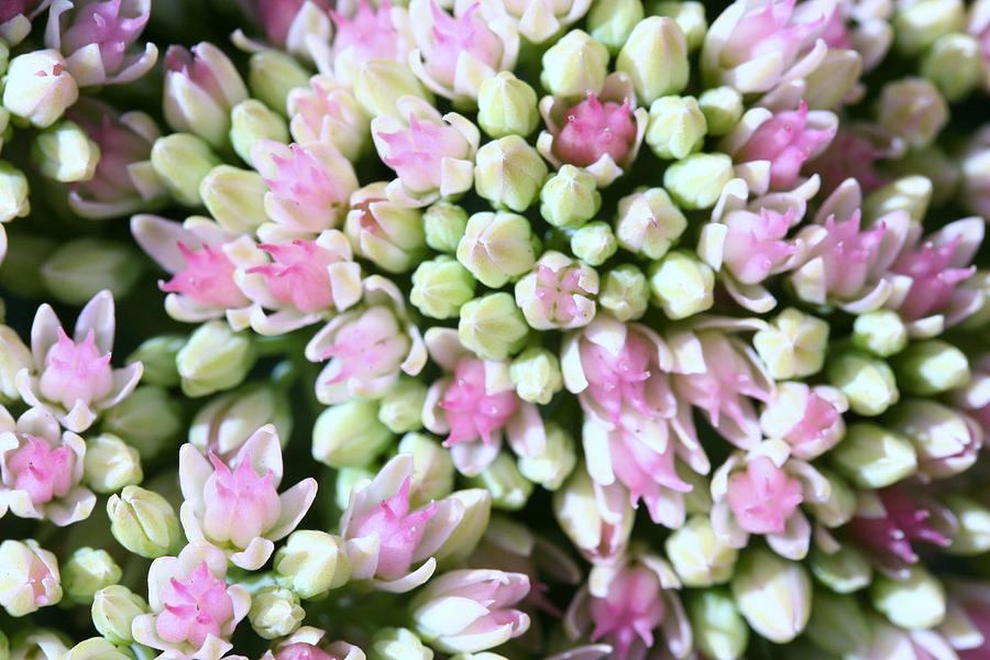 Tiny Blooms Photograph by William Watson - Fine Art America