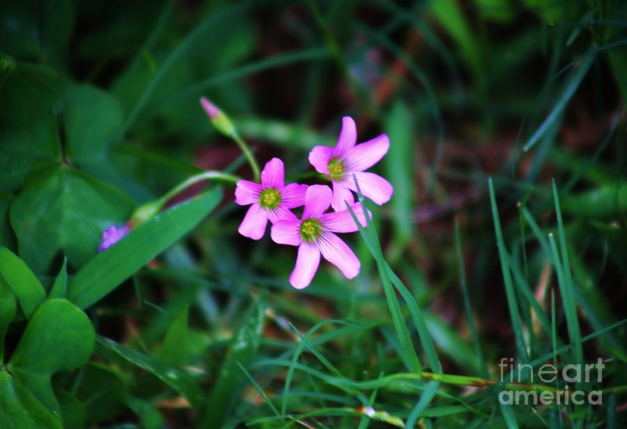Tiny Blossoms in the Grass Photograph by Craig Wood