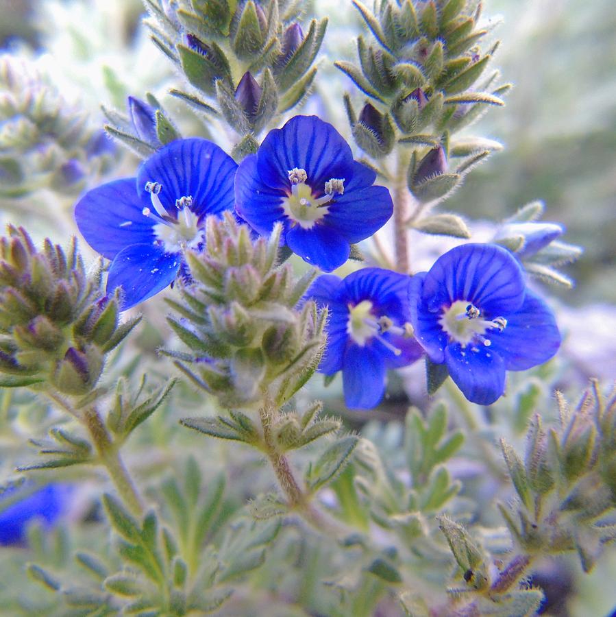 Tiny Blue Floral Photograph by Barbara St Jean