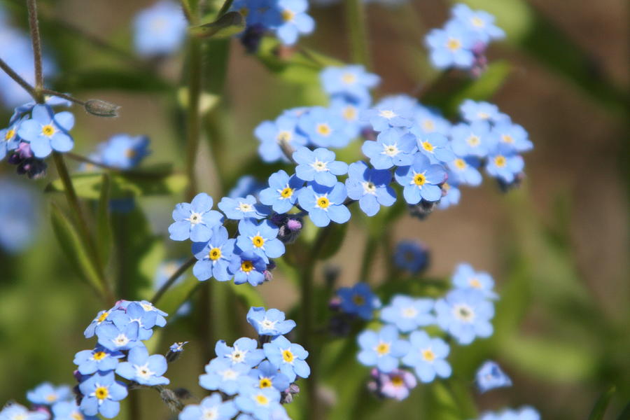 Tiny Flowers