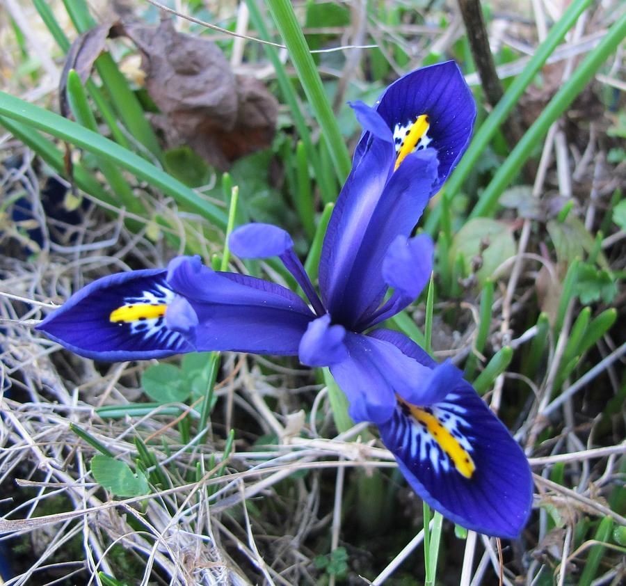 Tiny Wild Blue Iris Photograph by Susan Lindblom - Fine Art America