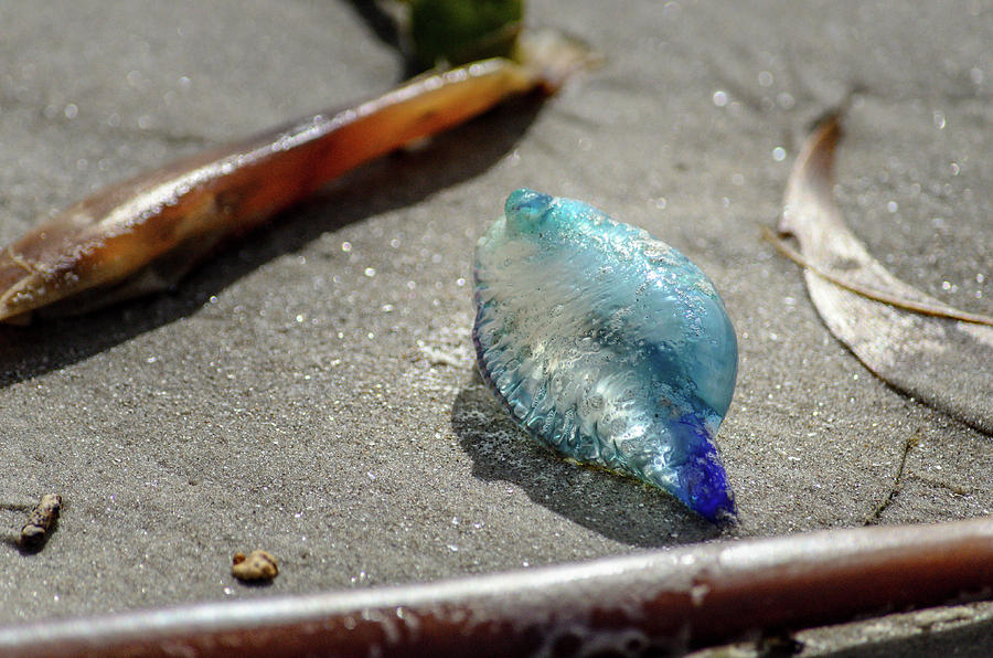 Tiny Blue Jellyfish Photograph by Debra Martz