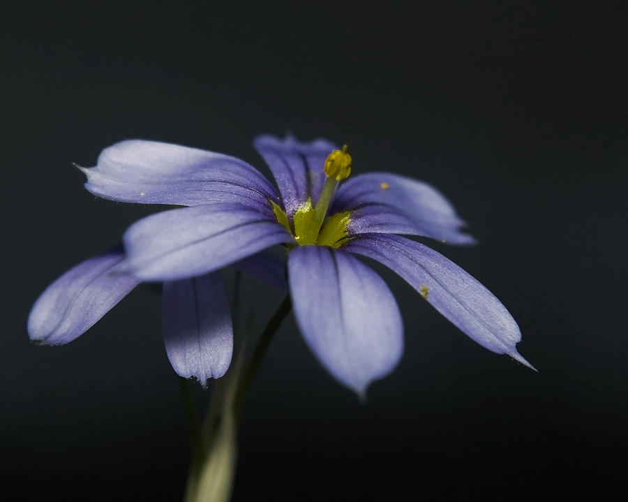 Tiny Blue Wild Flowers Photograph by Karen Musick
