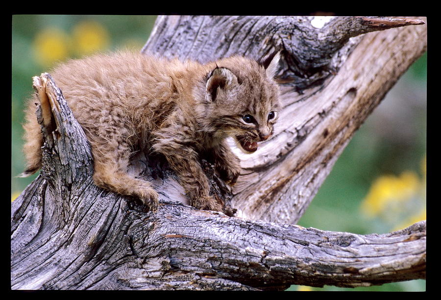 Wildlife Photograph - Tiny Bobcat Kitten by Larry Allan
