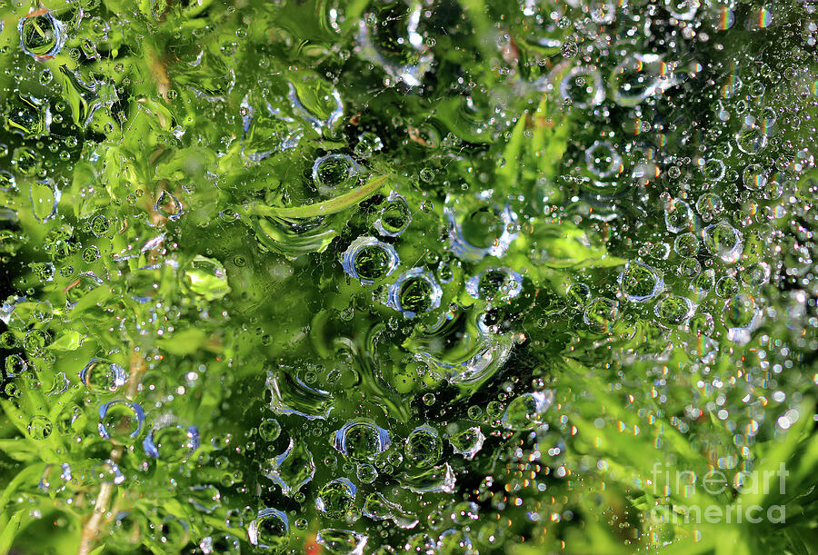 Tiny Bubbles Abstract Photograph