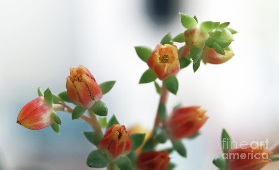 Tiny Buds Photograph by Mary Haber