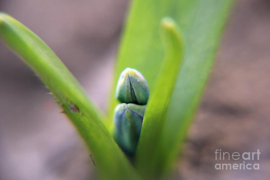 Spring Photograph - Tiny Buds by Yumi Johnson