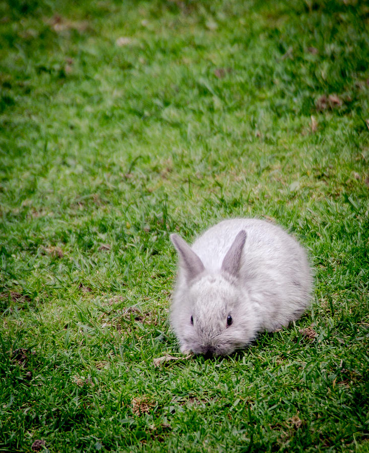 Tiny Bun Photograph by Shannon Kunkle