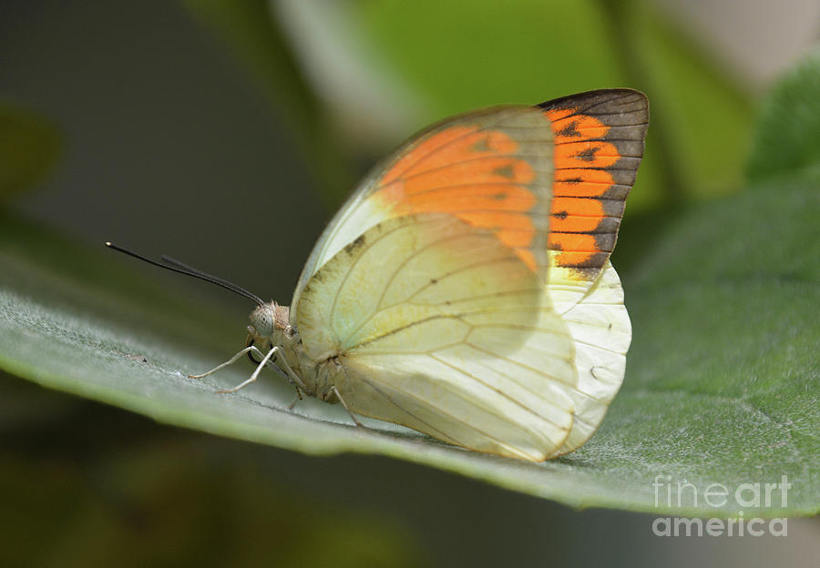Tiny Butterfly Photograph by Cindy Manero