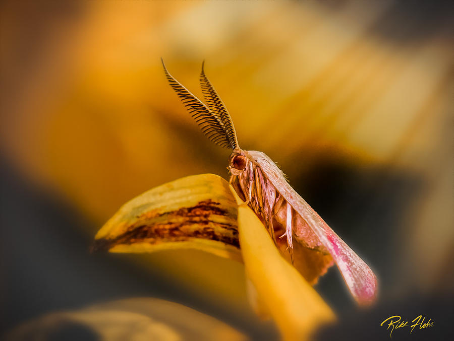 Tiny Butterfly Photograph by Rikk Flohr