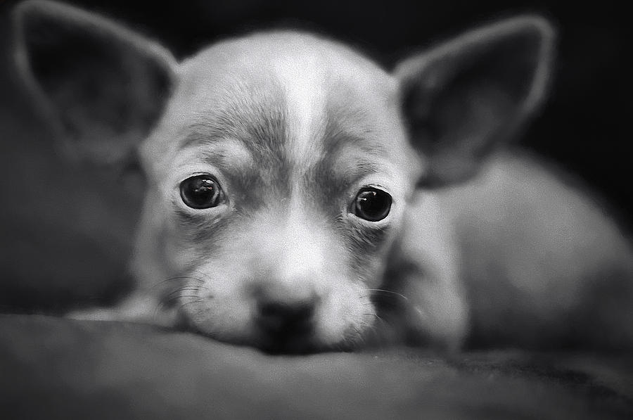 Tiny Chihuahua Photograph by Darren Fisher
