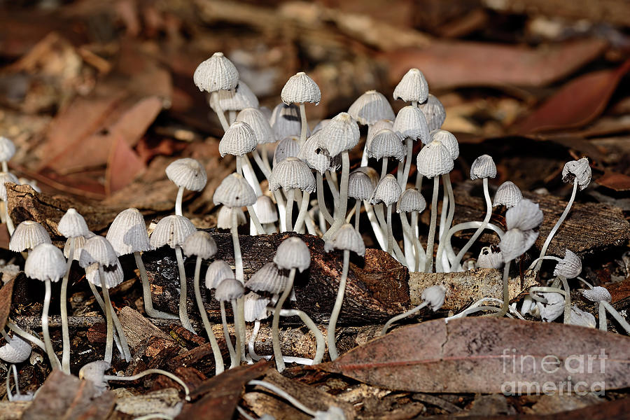 Tiny Corrugated Fungi By Kaye Menner Photograph