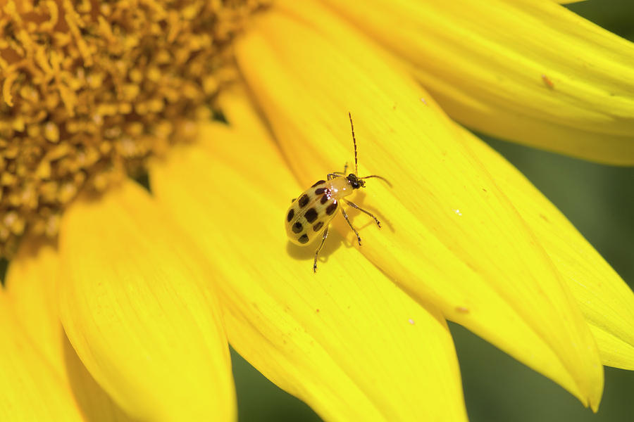 Tiny Cucumber Beetle on Sunflower Photograph by Kathy Clark