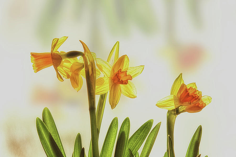 Tiny Daffodils Photograph by Sue Capuano