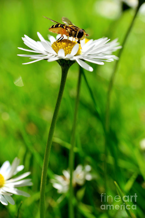 Tiny Daisy Flower Photograph by Terry Elniski